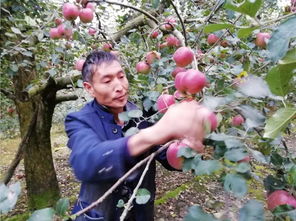 林下套種拓空間，經濟作物入百萬——花木種植的創新實踐