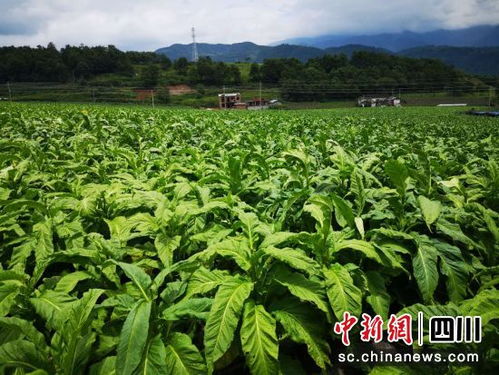 甲甲溝村 從深度貧困到幸福美麗的蝶變