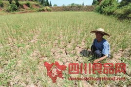 古藺遭遇嚴重干旱 糧食和經濟作物受災37萬畝，銷售形勢嚴峻