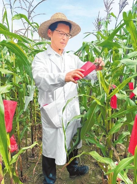 河南全力抗旱保秋收 多措并舉確保糧食安全