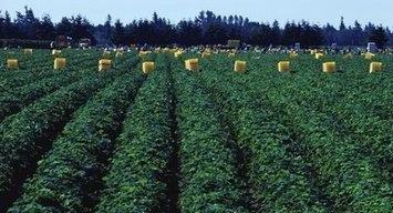 水田與旱地的區別及其適宜種植作物