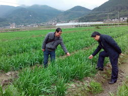 科技賦能綠色農業 市農技部門深入玉州區指導蔬菜標準園與花木種植建設