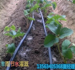 上海噴滴灌管品質獲青睞，助力經濟作物省力高產