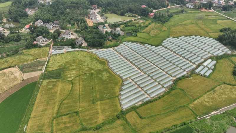 育秧大棚再利用 二茬瓜果巧生金，拓寬農業增收新路徑