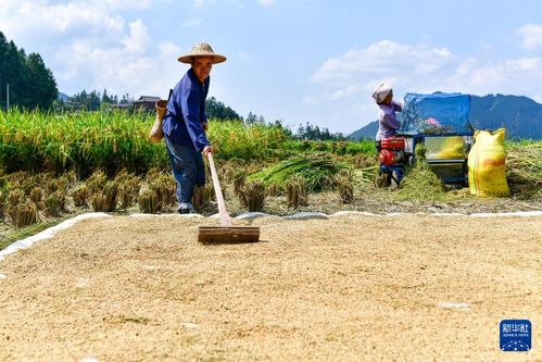 田壟上的守望者 牛哥與他的鄉村老品種守護記