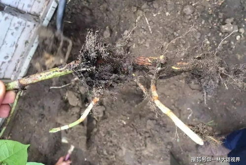 從入侵物種到經濟作物 虎杖的跨洋身份之謎