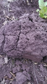 土壤性質與適應性經濟作物種植及銷售策略分析