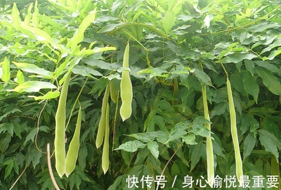 皂莢樹 從“輝煌”到“嫌棄”，再到“王者歸來”的綠色奇跡
