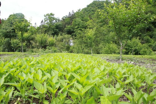 脆李飄香長興村，特色產業鋪就致富路