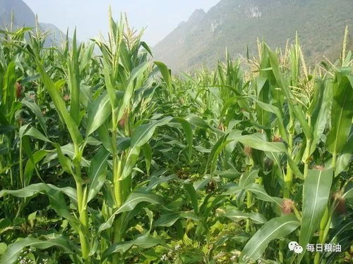 東北大豆現貨價低迷，為何臨儲大豆仍低價拍賣？——農作物市場的雙重困境與政策調控分析