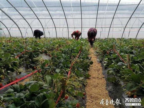 寒潮對濟南農業生產的影響 大田作物迎利好，銷售策略需跟進