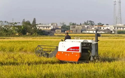 湖北農業新政策 農戶與合作社糧食制種可領財政補貼