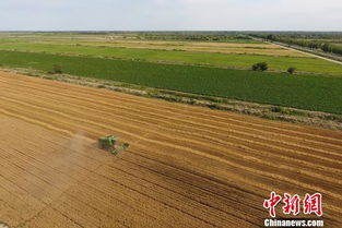 航拍新疆兵團 冬小麥豐收與花木產業的雙重畫卷