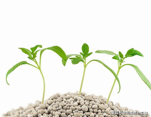 礦源黃腐酸鉀 高效使用、核心作用與優質產品選購指南