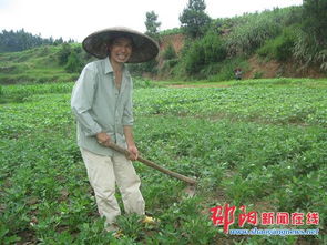 隆回縣羅洪鄉經濟作物豐收在望 花生黃豆等作物長勢良好助力鄉村振興