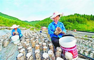 特色經濟作物助農增收 花木種植鋪就致富路